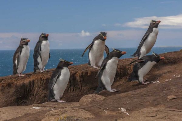 Saunders Island Group of rockhopper penguins